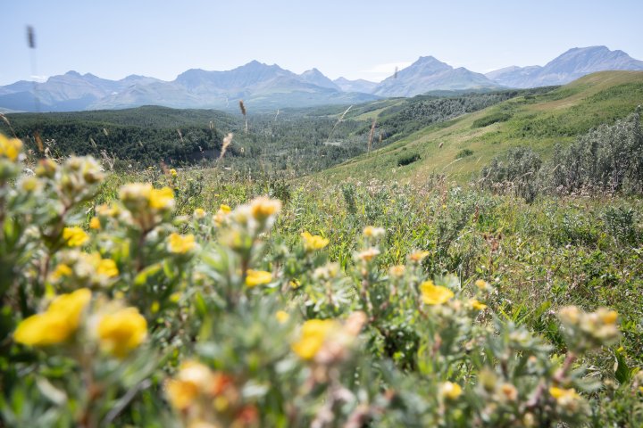 Nature Conservancy announces $6.9M campaign to save landscape in southern Alberta