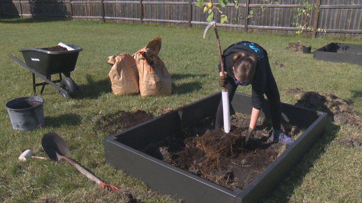 Trees Winnipeg's bi-annual ReLeaf Tree planting program is back and it's bigger than ever.
