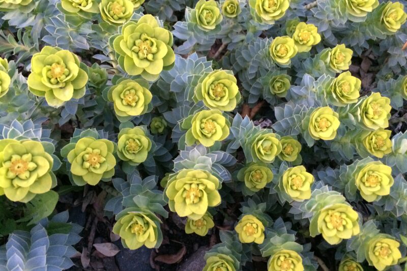 The Myrtle spurge can grow to 10-15 cm.