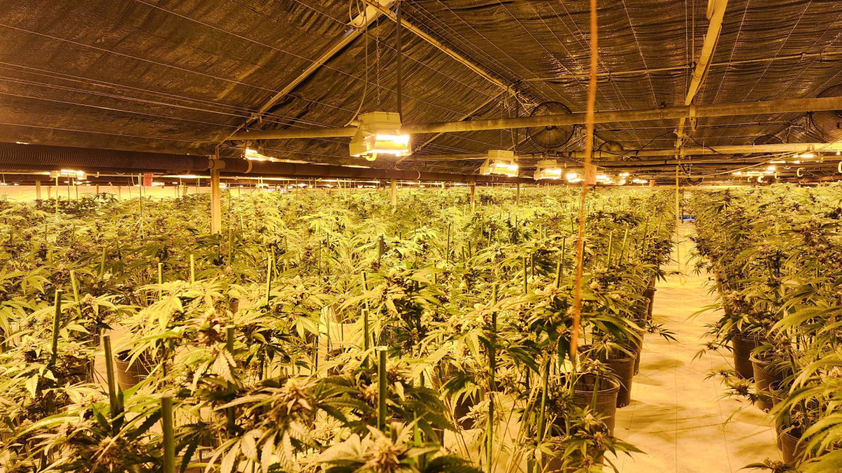 OPP says an estimated $4 million in illegal cannabis plants were seized  from a Norfolk County farm on Oct. 19, 2022.  