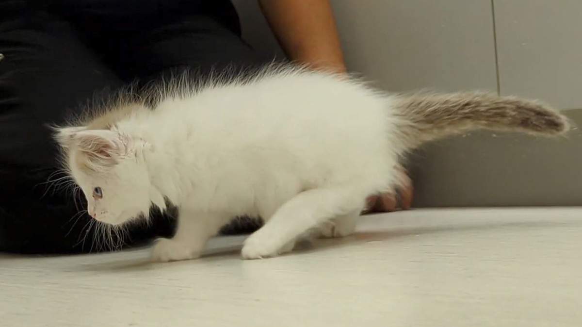 The SPCA says though her deformed leg isn’t impeding Omeck’s ability to play or move around, it gets in the way when she’s running.