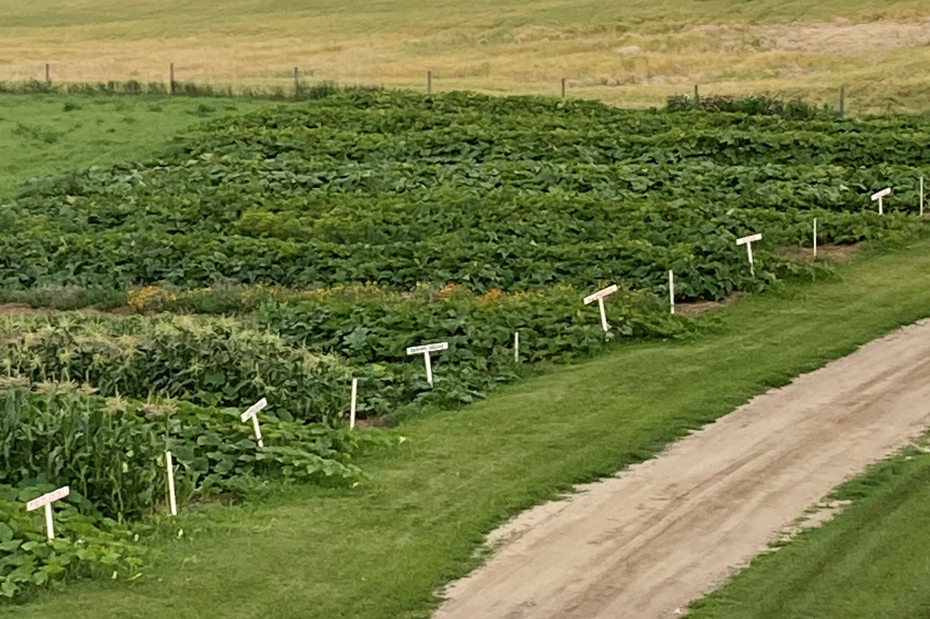 Unique Pumpkin Patch Thriving In Central Alberta Every Year We Add A   PUMPKIN PATCH GREEN 