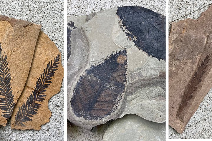 Fossils aplenty in B.C. town; digging for them encouraged