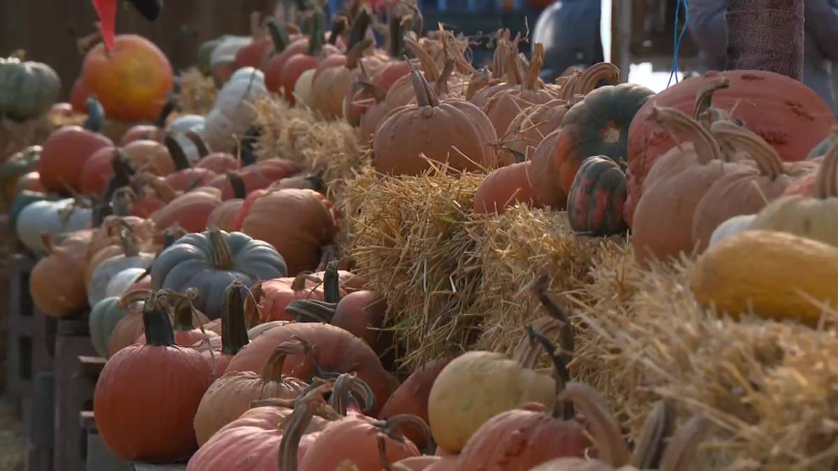 Pumpkins at Prairie Gardens & Adventure Farm, just north of Edmonton in Sturgeon County, on Oct. 20, 2022.