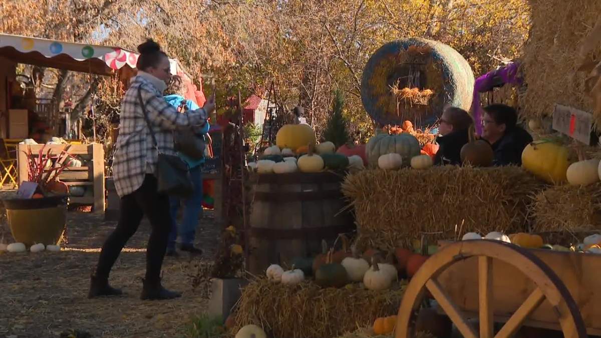 Pumpkins at Prairie Gardens & Adventure Farm, just north of Edmonton in Sturgeon County, on Oct. 20, 2022.