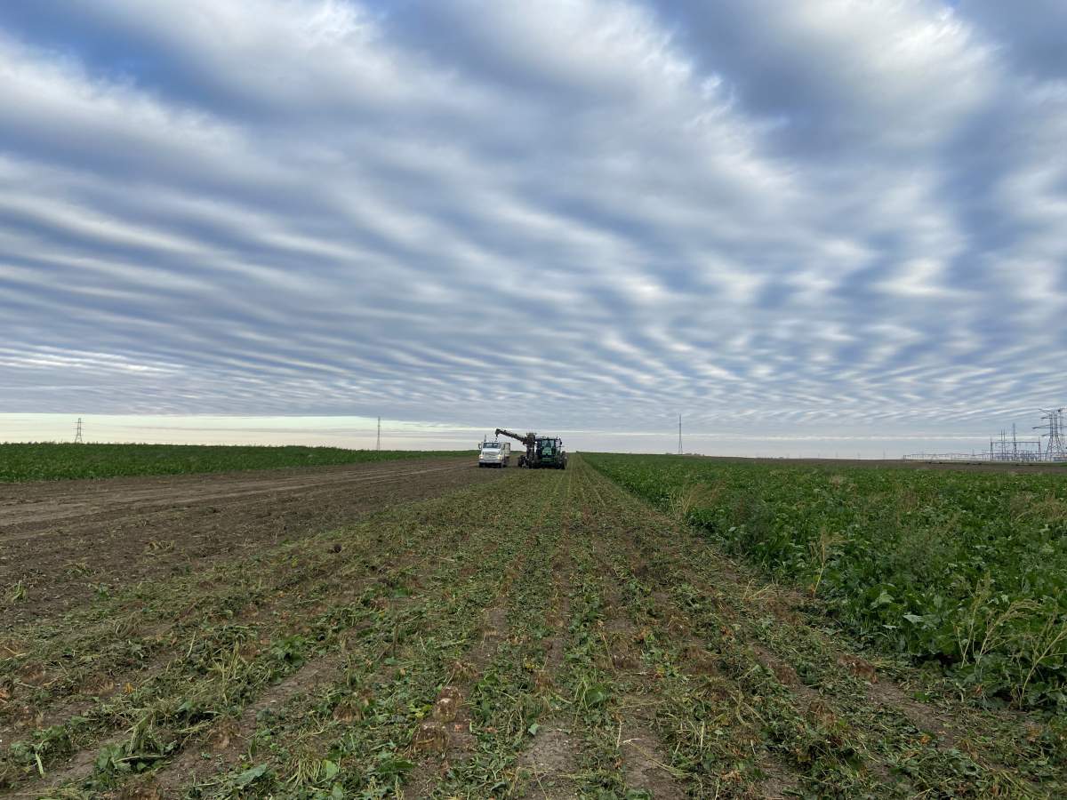 A photo of a vast Southern Alberta field where a sugar beet harvest is underway.