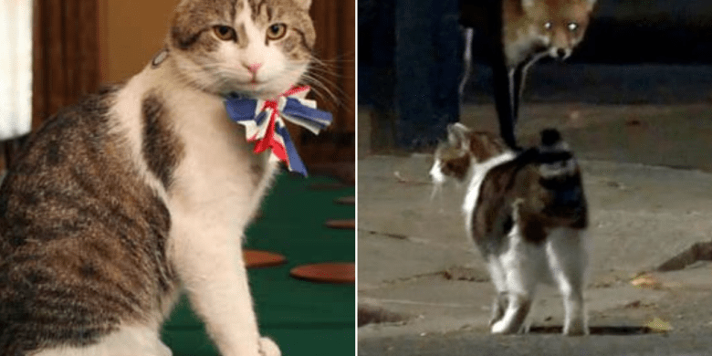 Chief mouser Larry the Cat goes paw-to-paw with a fox outside U.K. PM's office