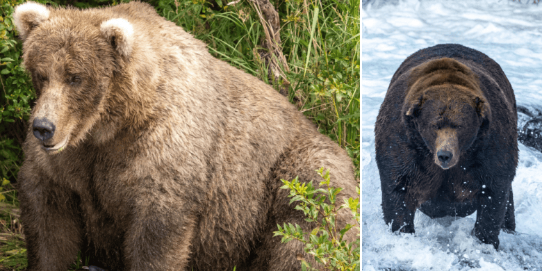 The beefiest bears of 2022: Fat Bear Week is back with these chunky contenders