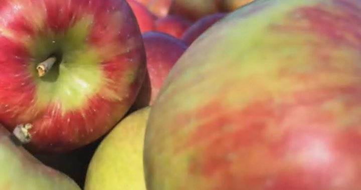 Производителите на Оканаган изразяват загриженост относно предложената комисионна за ябълки