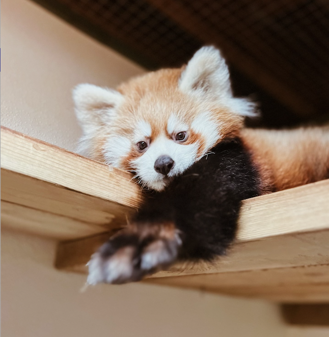 The Toronto Zoo says a three-month-old red panda cub has died.