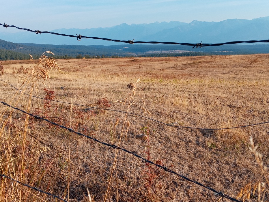 The land is parched on David Zehnder’s ranch near Invermere, B.C. The drought conditions are making it challenging to provide enough feed for the cattle, so Zehnder will likely have to purchase feed for a second straight year.