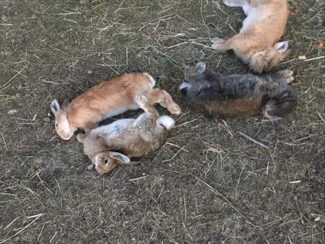 ‘It’s horrifying’: 1st case of fatal viral disease spreads to wild rabbit in Alberta