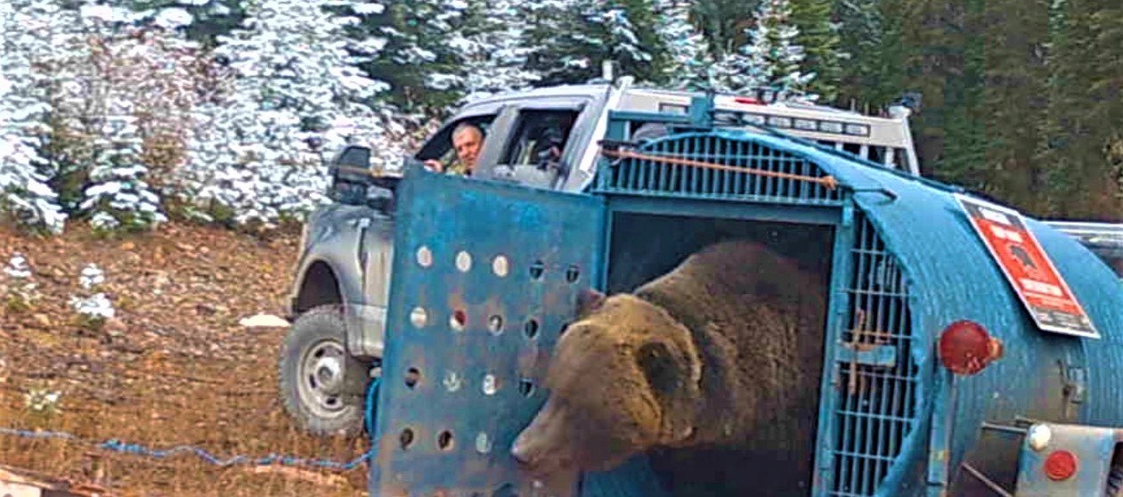 Grizzly Relocated Successfully After Killing Miniature Horses: BC ...