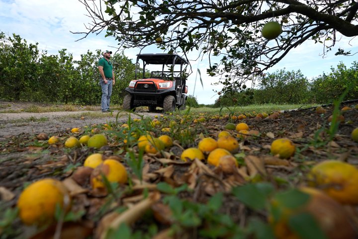 Florida’s agriculture, citrus feeling the struggle after Hurricane Ian