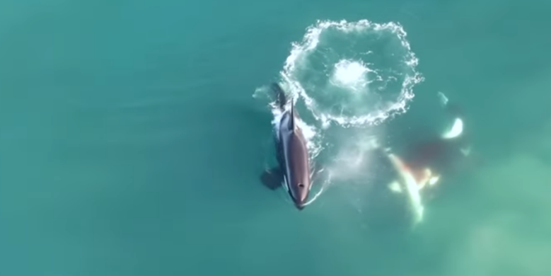 Killer whales caught on camera hunting, catching great white shark