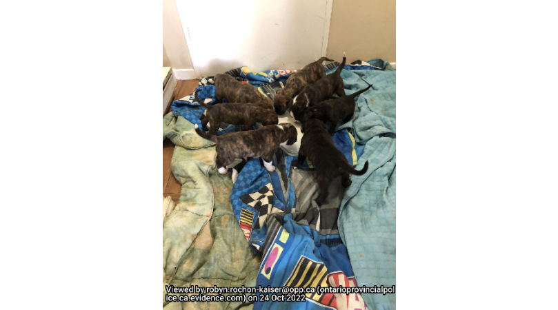 Police in Quinte West are seeking a stolen litter of puppies.