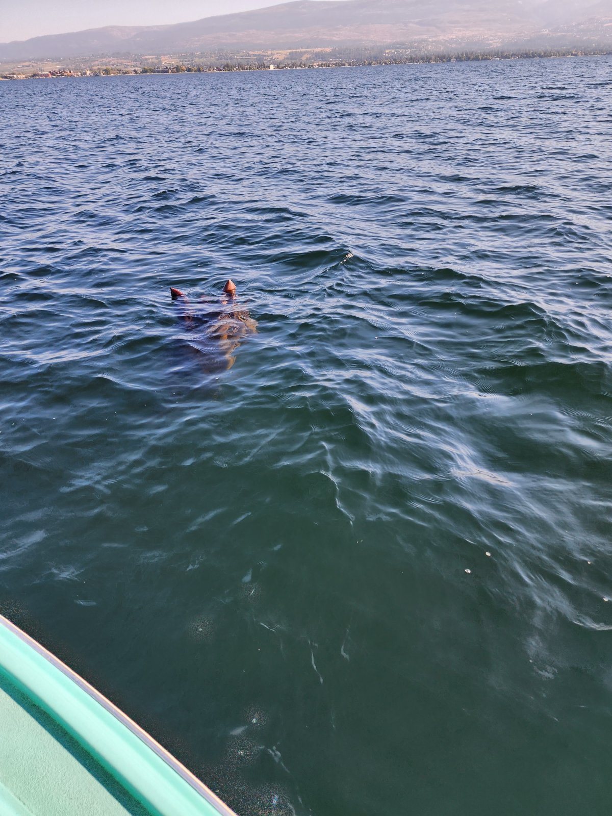 A Kelowna couple caught this image when they saw a strange figure in the lake this week. 