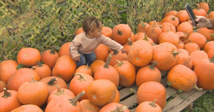 What to do in London, Ont. this Thanksgiving weekend