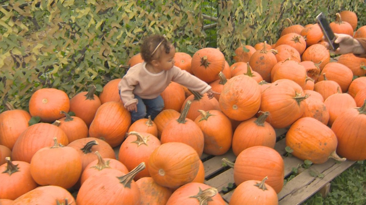 A young child looks for the perfect pumpkin. 