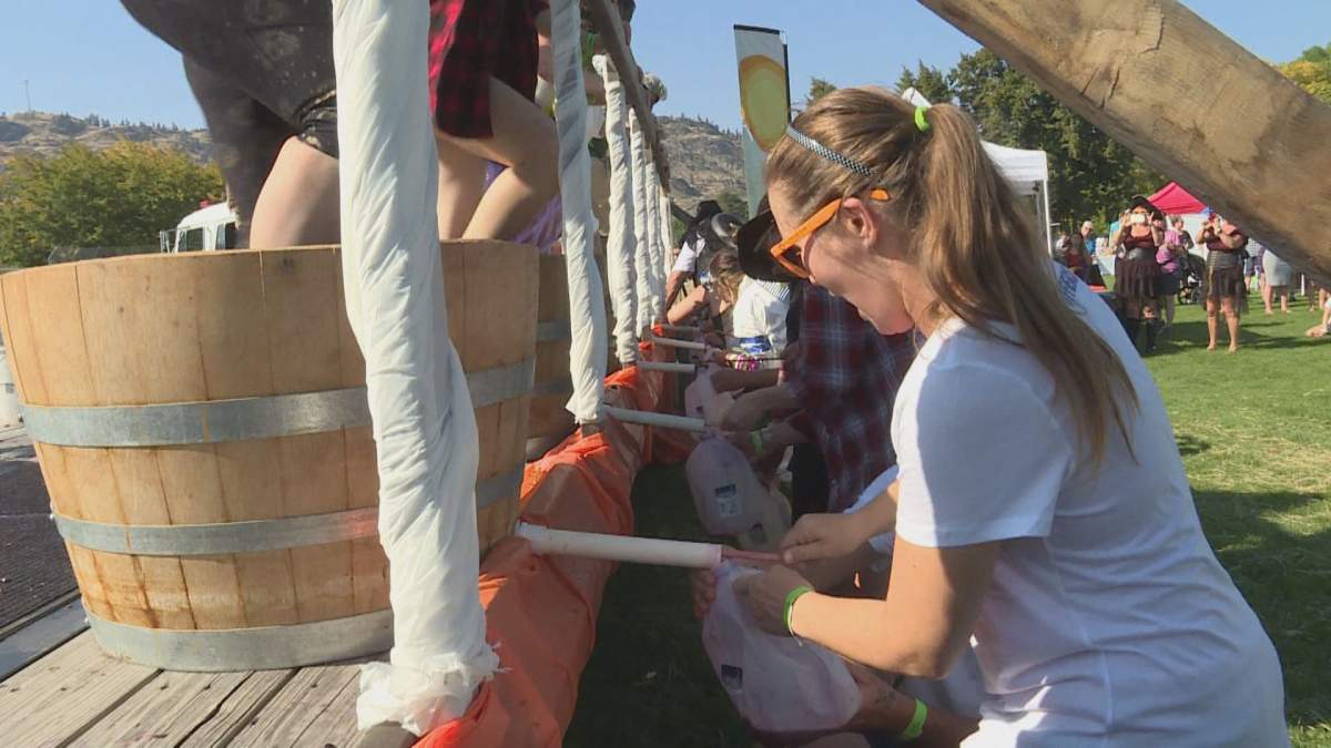 Competitors at the annual Grape Stomp competition in Oliver, B.C.