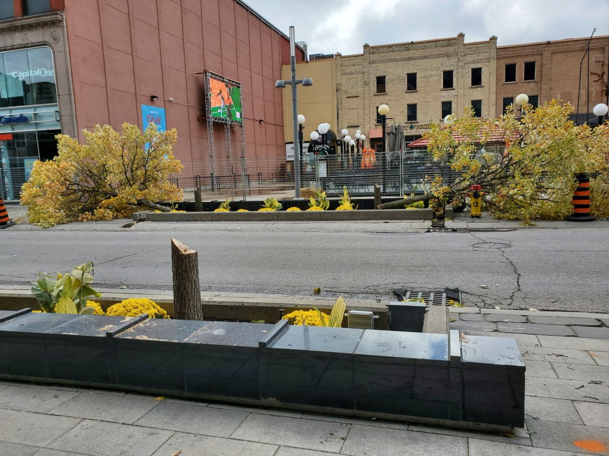 Those who were in downtown Kitchener on Wednesday may have noticed that a number of trees were being taken down by city workers.