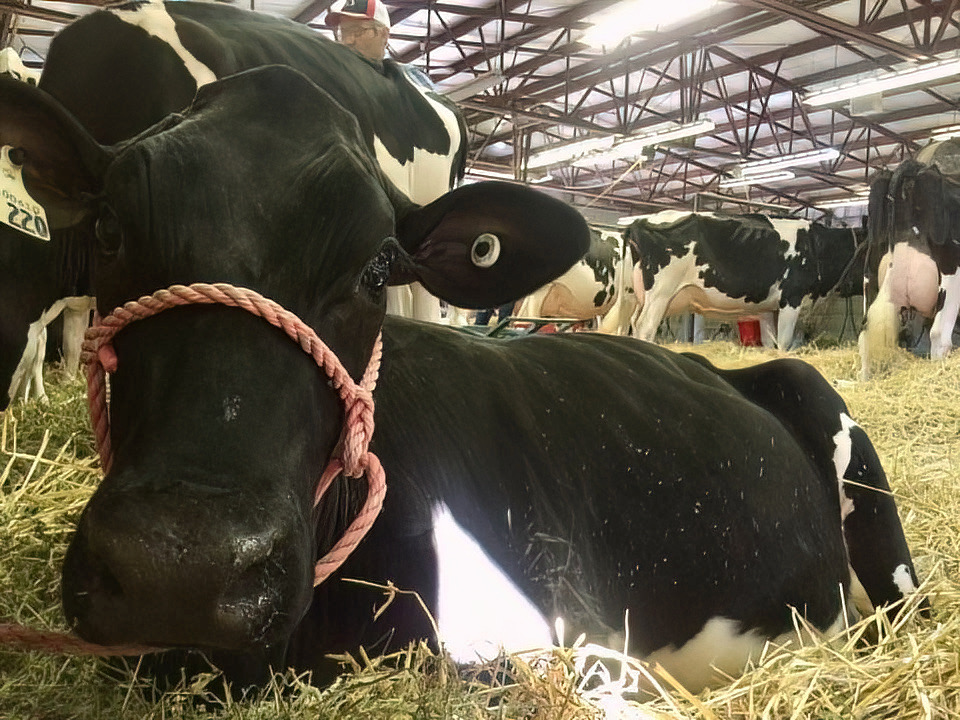 The future of the Peterborough Exhibition remains uncertain as an ongoing land dispute continues with the City of Peterborough. 