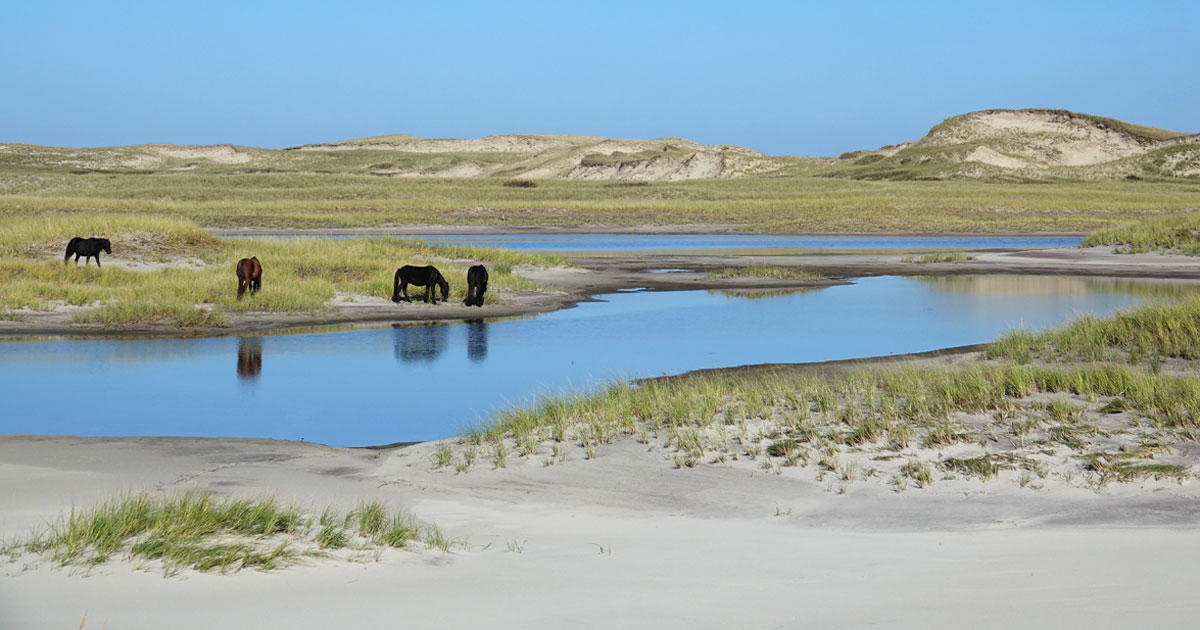 Sable Island Update 12th Public Meeting - image