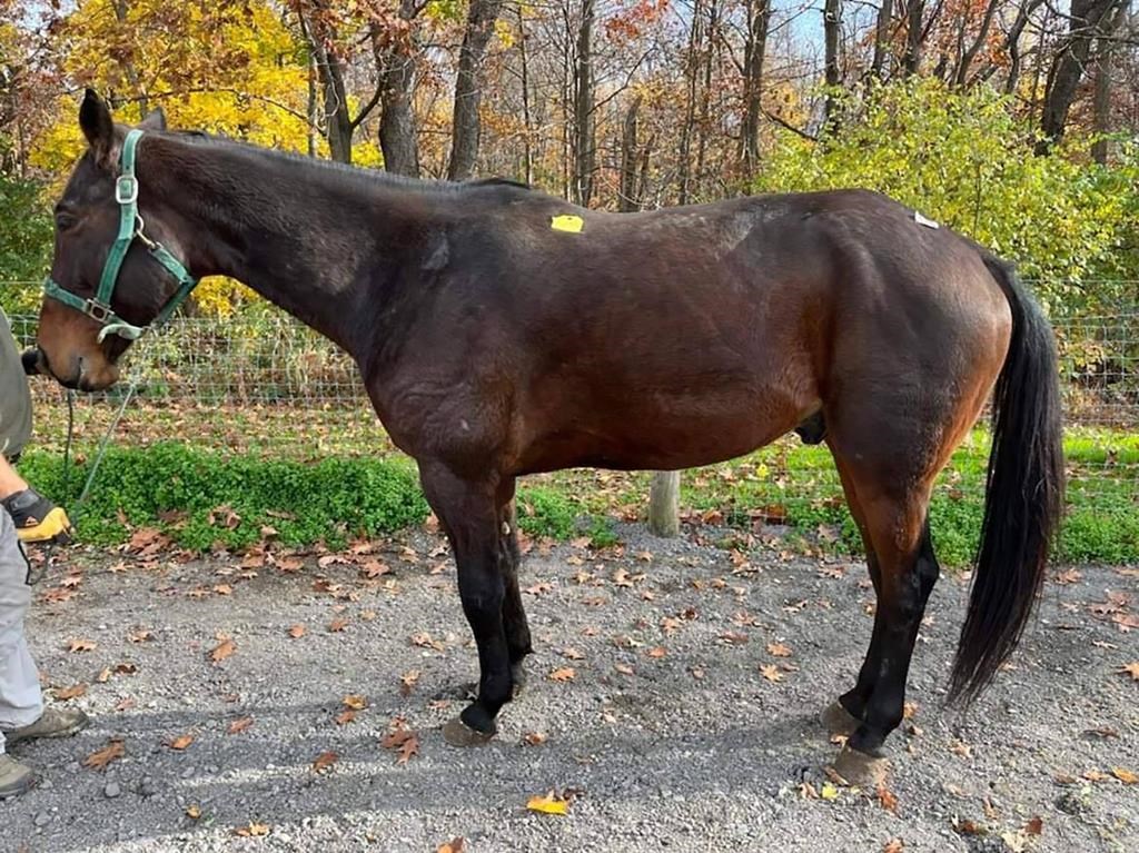 Mittcent Vangogh, an 11-year-old standardbred horse who was sold last year because he had a sore foot is shown in this undated handout photo. Vangogh’s former groomer and owner, Tyra Perry of Tignish, P.E.I., is raising money to rescue the horse from slaughter. 