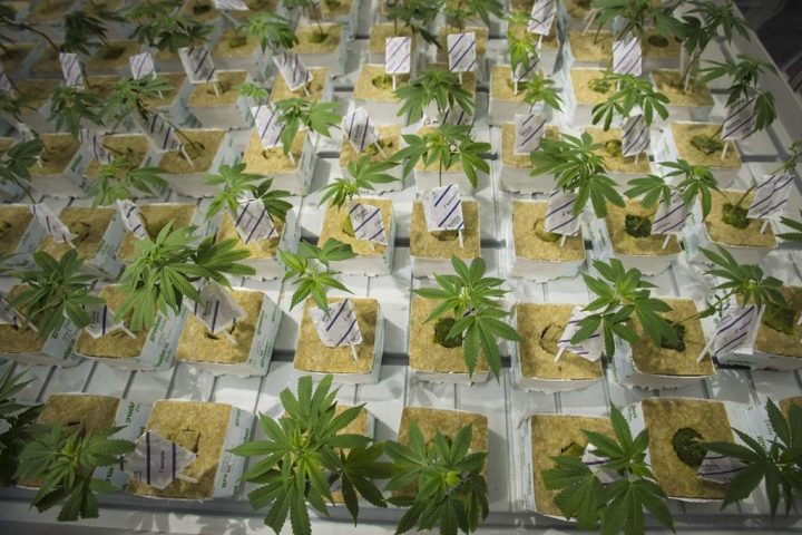 Cannabis cuttings are photographed at the CannTrust Niagara Greenhouse Facility during a grand opening event in Fenwick, Ont., on Tuesday, June 26, 2018. 