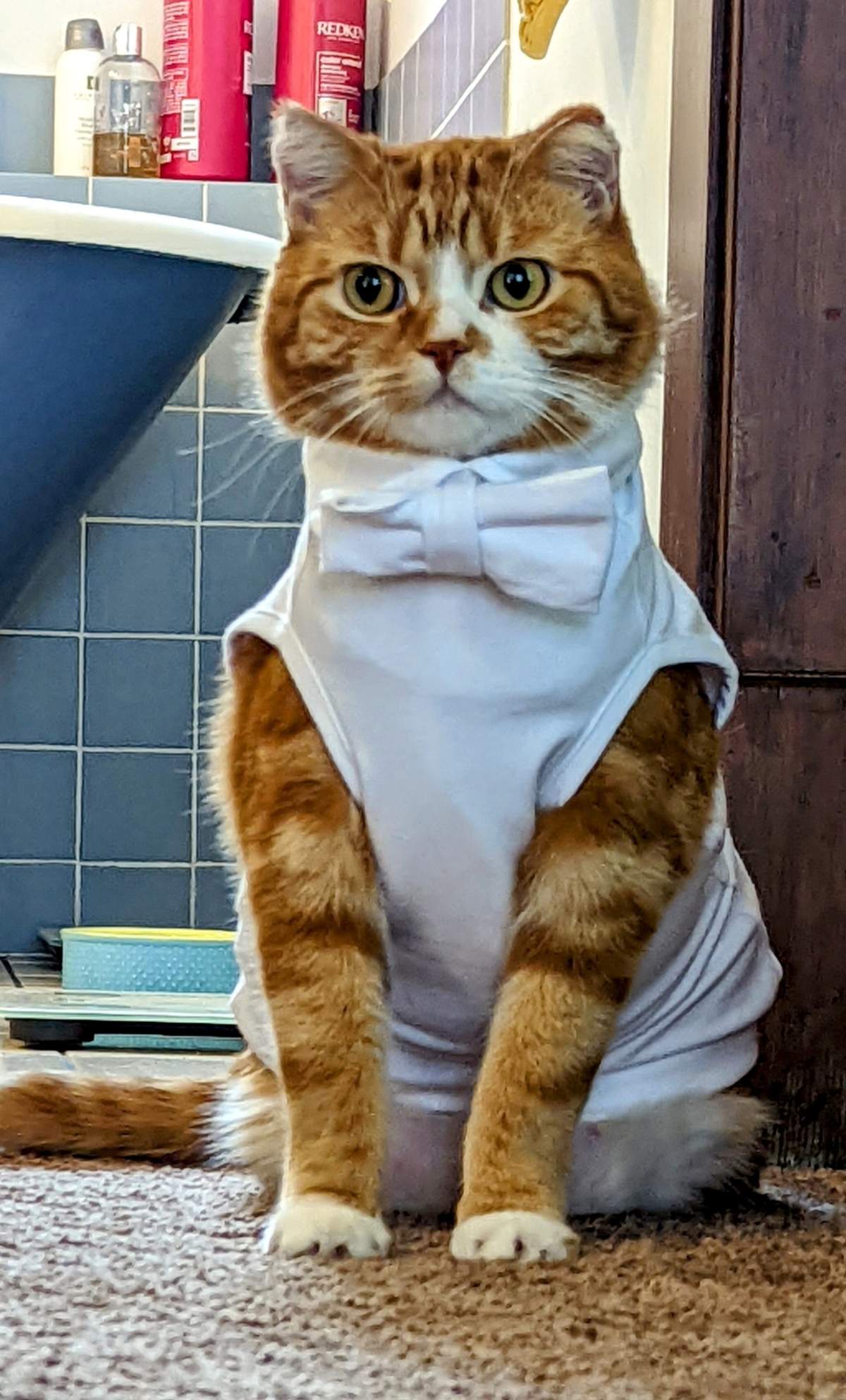 Angus in his tuxedo.