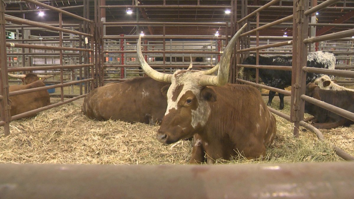 The 51st edition of the Canadian Western Agribition kicks off in Regina where people can enjoy a week of activities, livestock shows, exhibits and live music. 