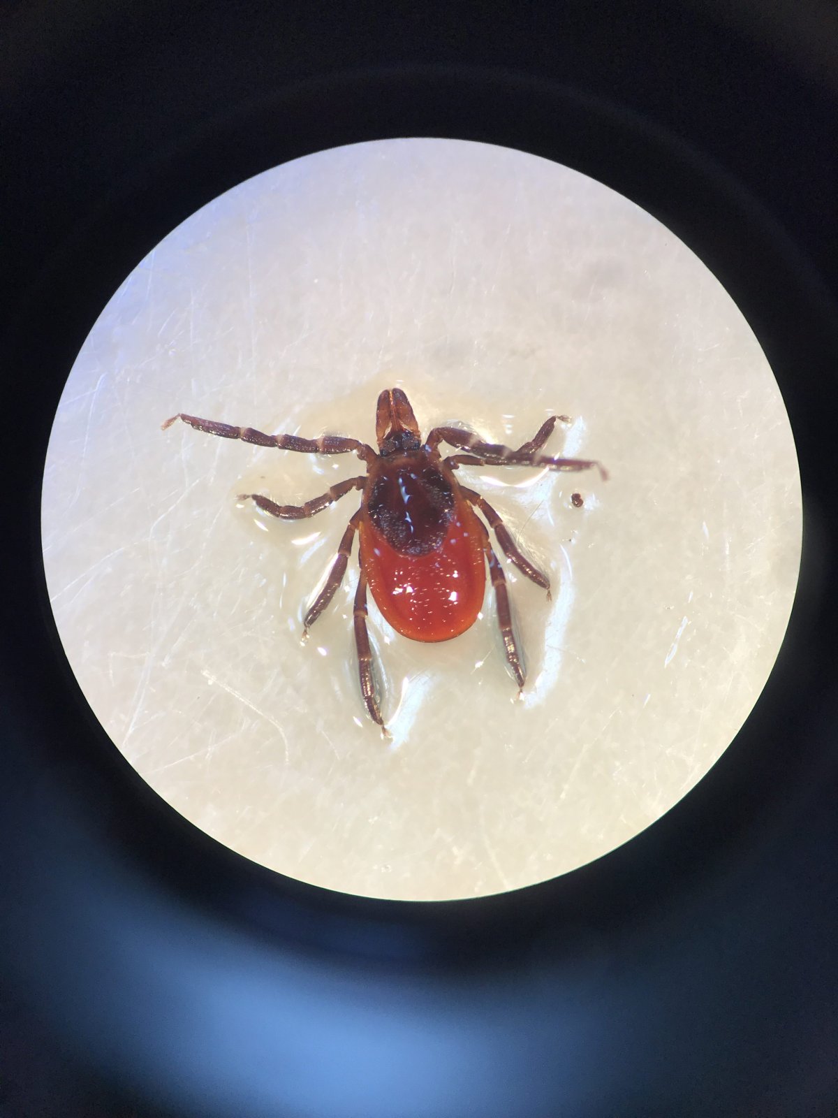 A black-legged tick that has babesia.