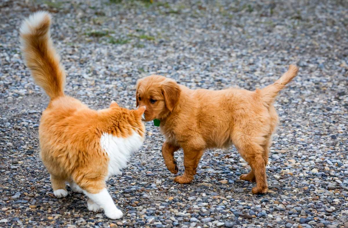 A bylaw amendment has a new maximum for pets in a residence. That limit: three dogs maximum, five cats maximum and five bunnies maximum, but no more than six animals total in one residence.