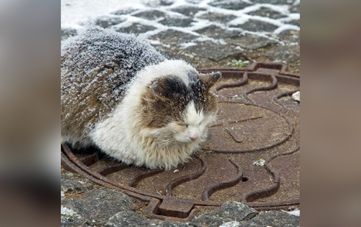 Feral cat shelter made from clearance tires