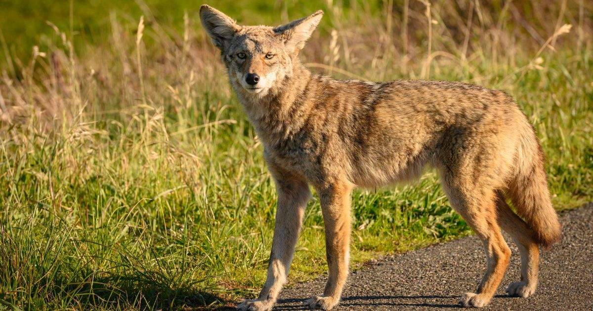 What’s Up with Humans and Wildlife - image