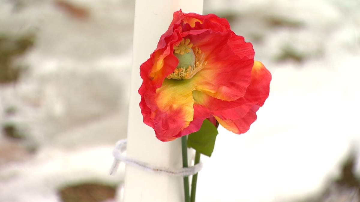 A poppy at Calgary's Field of Crosses ahead of the 2022 ceremonies.