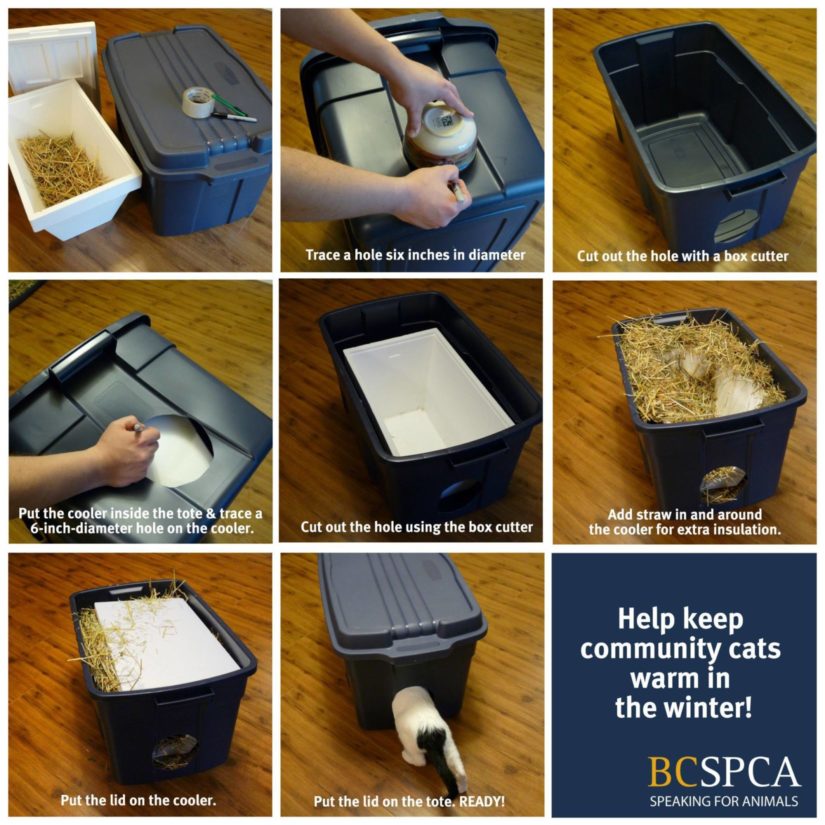 DIY winter shelter one way to help feral cats in your community, says SPCA