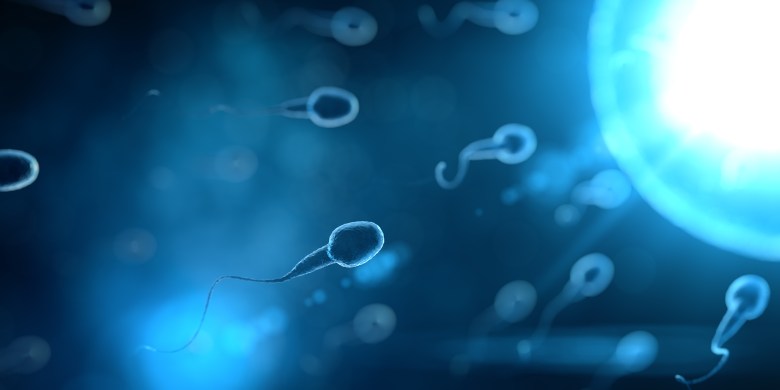 Sperm counts more than halved since 1970s, and keep declining: study
