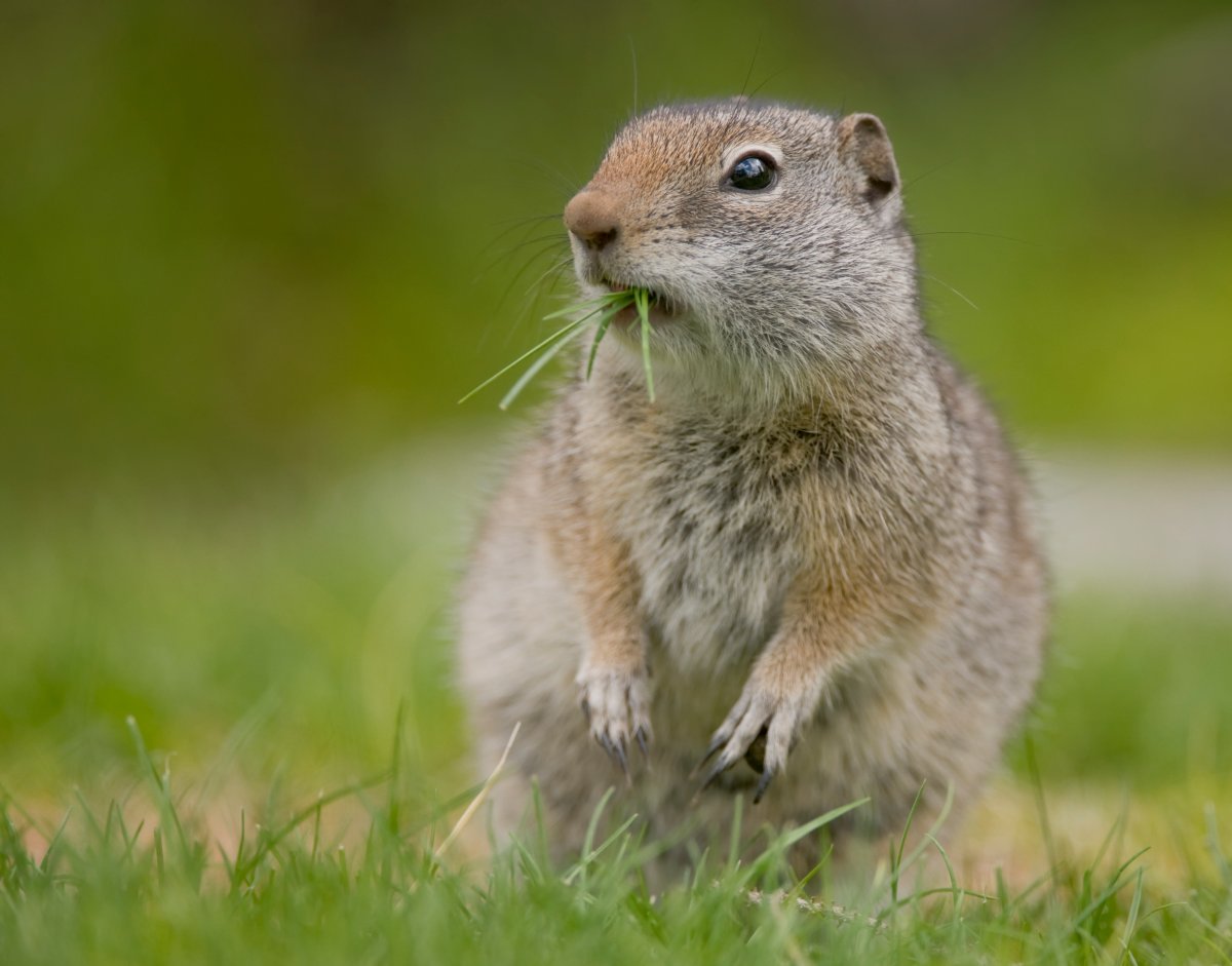 Studies by two University of Manitoba researchers, published in the Journal of Mammalogy, shows a rising climate has led to changes to the sperm of male squirrels in the Canadian prairies and the feet of squirrels in South Africa.