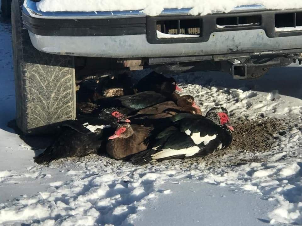 Domesticated duck saved from bitter cold in southeast Calgary - image