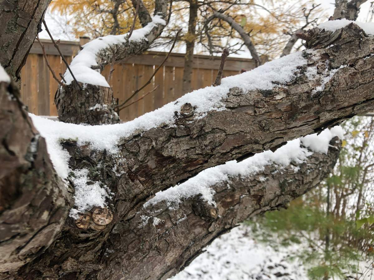 Snow covered tree.