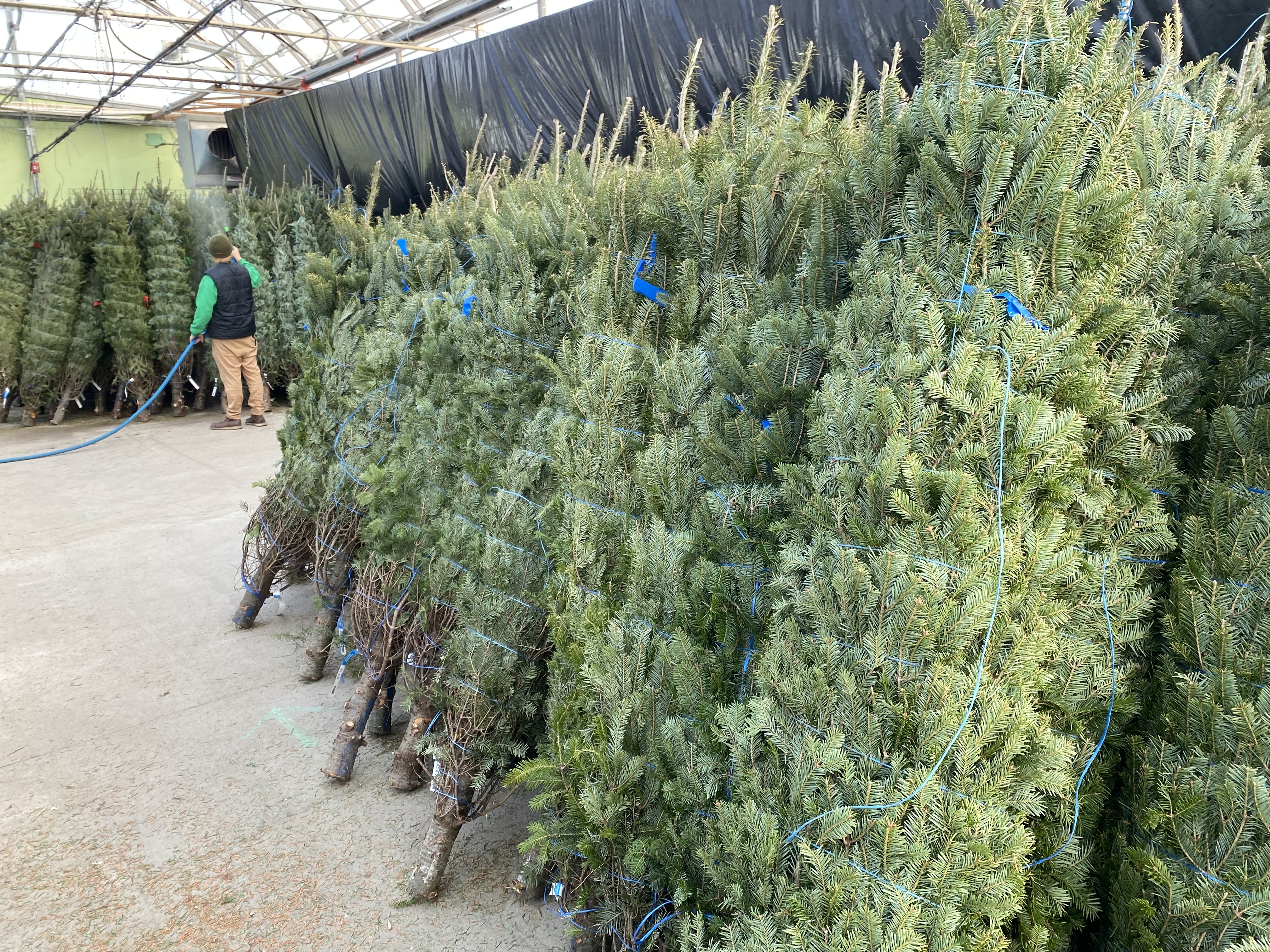 London, Ont. farms report Christmas tree shortage