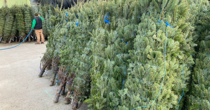 Saskatoon in second year of Christmas tree shortage according to local greenhouse  | Globalnews.ca