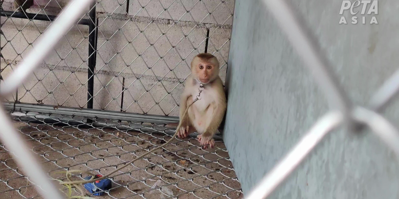 PETA urges boycott of coconut milk from Thailand over use of monkey labour