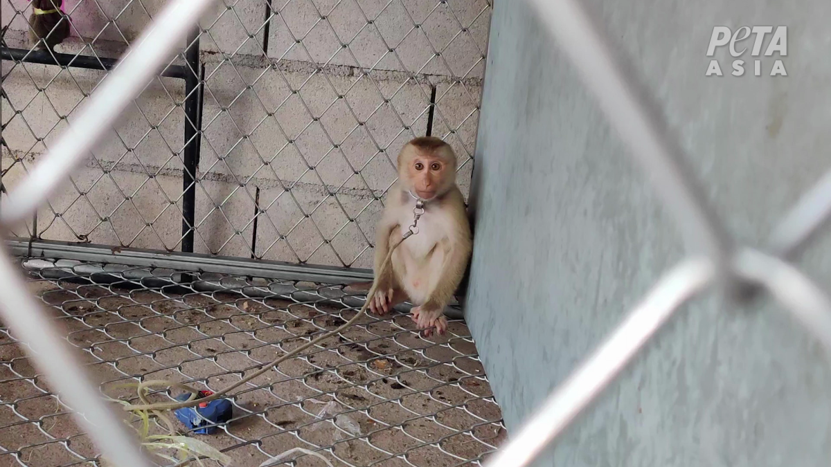 Monkey in a cage, photographed as part of a PETA Asia investigation.