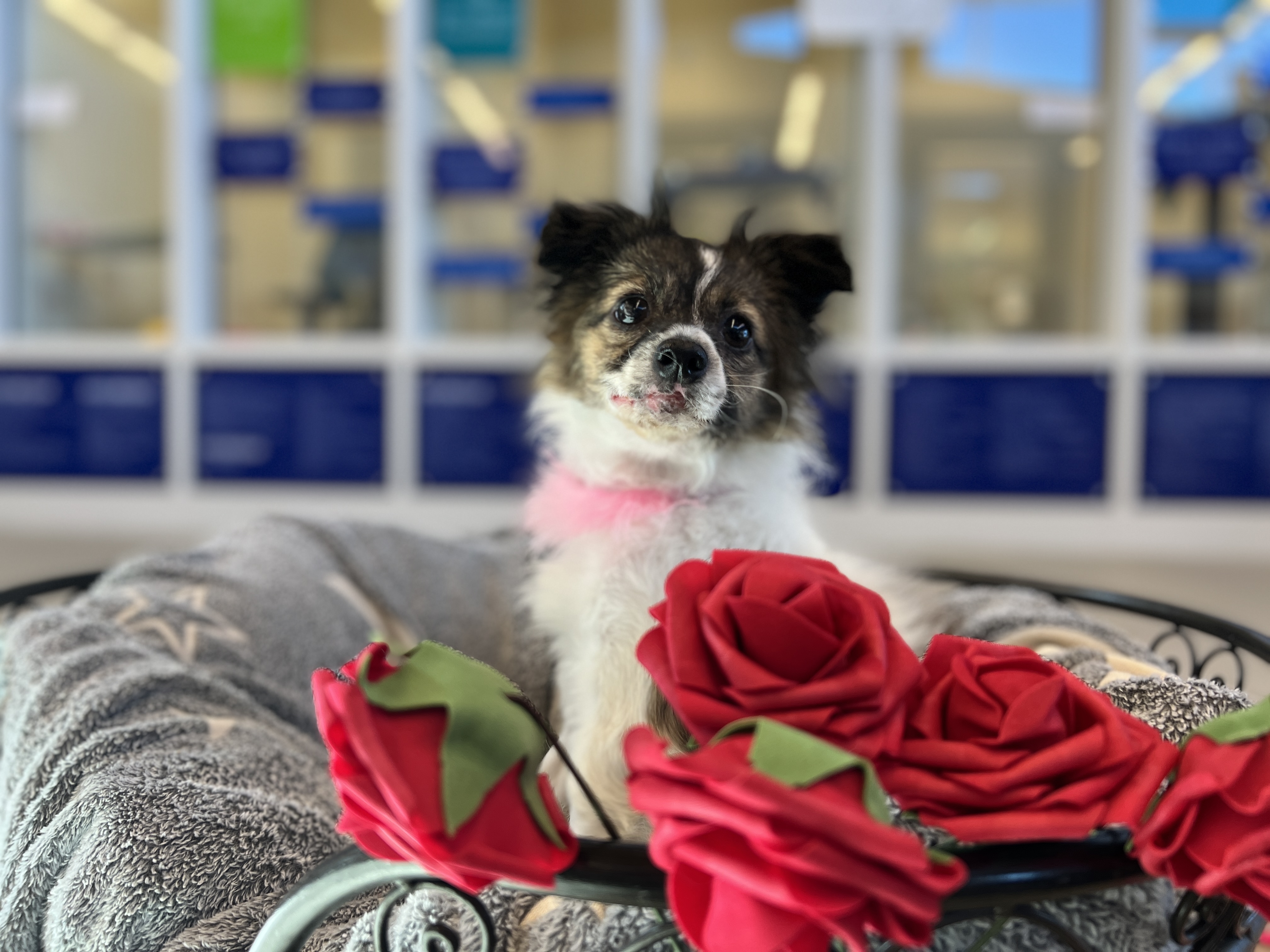 Вторият годишен Happy Trails Walk A Thon генерира лапи itive резултати за Guelph