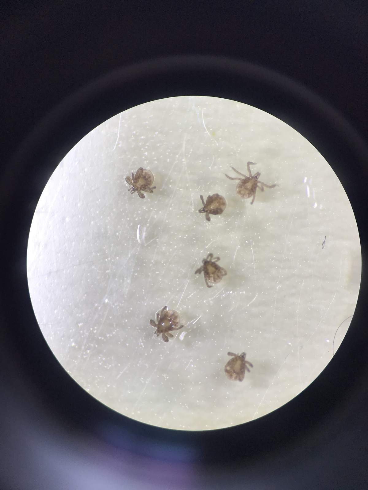 Rabbit ticks with Rickettsia.