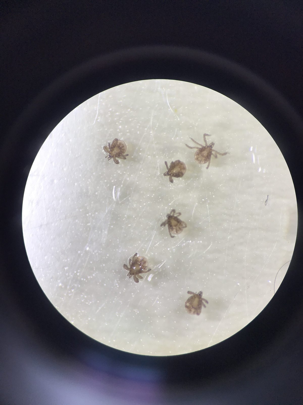 Study finds more tickborne illnesses across Canada through more