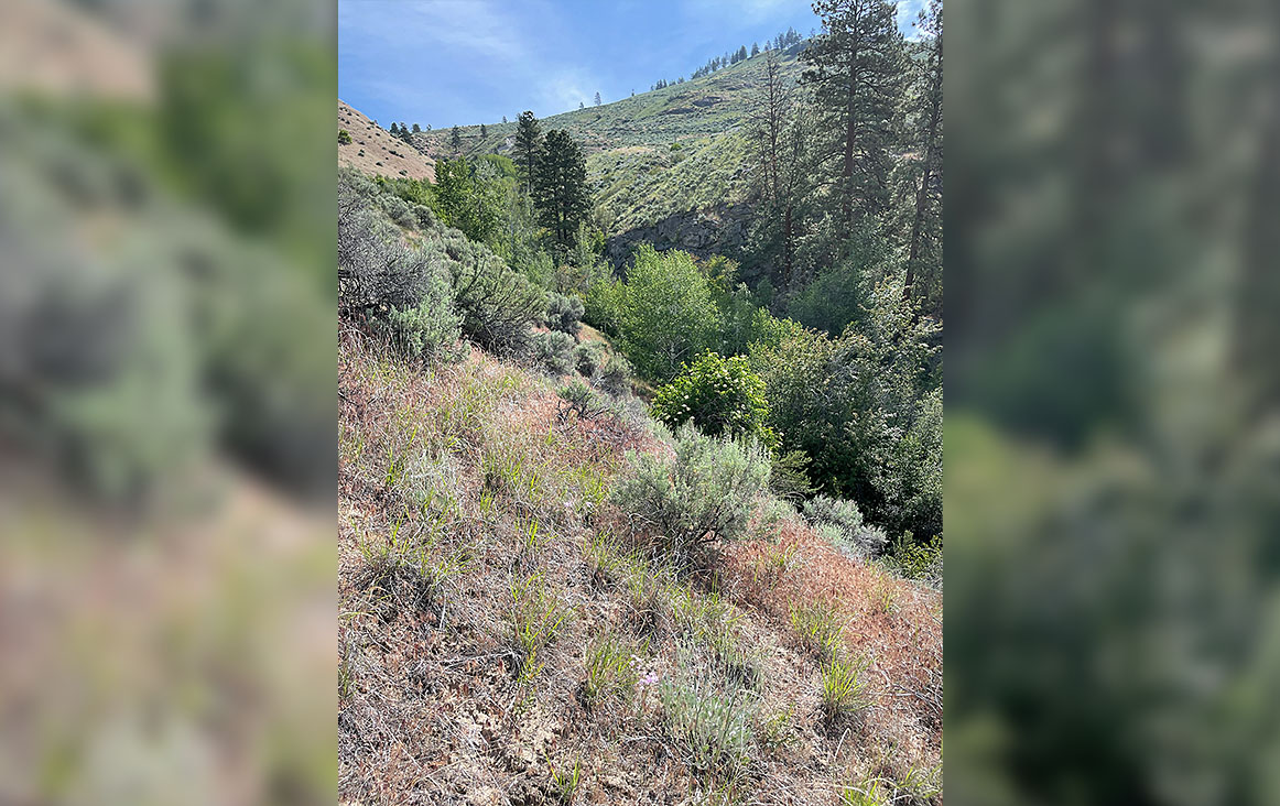 The Southern Interior Land Trust (announced that it purchased a stretch of land along Highway 3, around three kilometres southeast of Osoyoos.