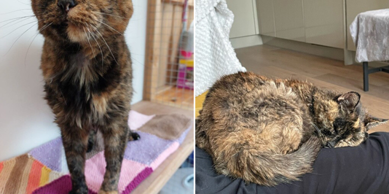 Meet Flossie: At almost 27, this is the world's oldest living cat